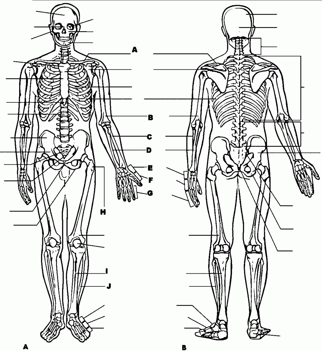 Anatomy And Physiology Coloring - Coloring Home - FREE Printables - Free Printable Anatomy And Physiology Coloring Pages
