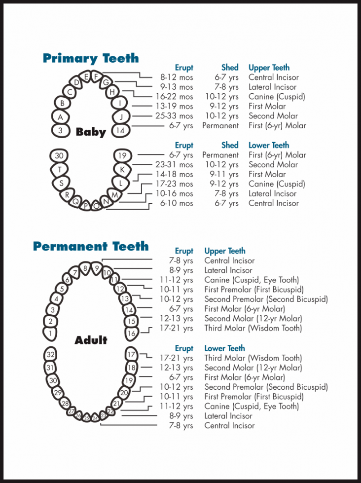 Best Tooth Chart Printable Full Sheet - printablee - Free Printable Tooth Chart Printable
