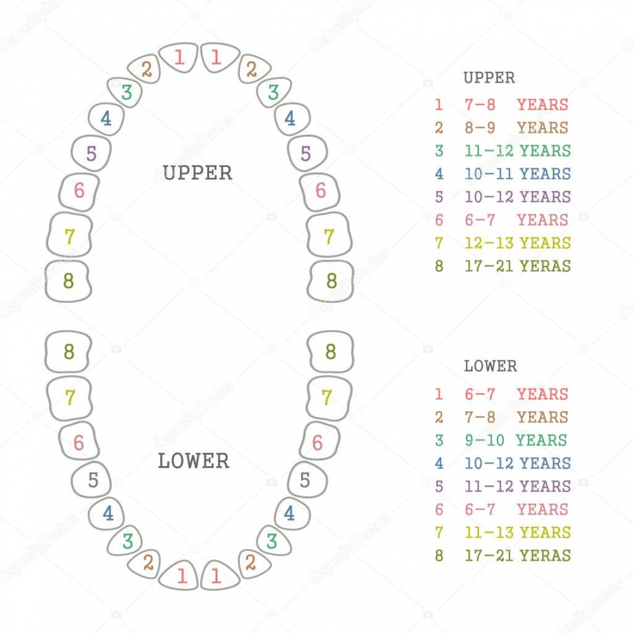, Dental chart Vector Images  Depositphotos - FREE Printables - Free Printable Tooth Chart Printable