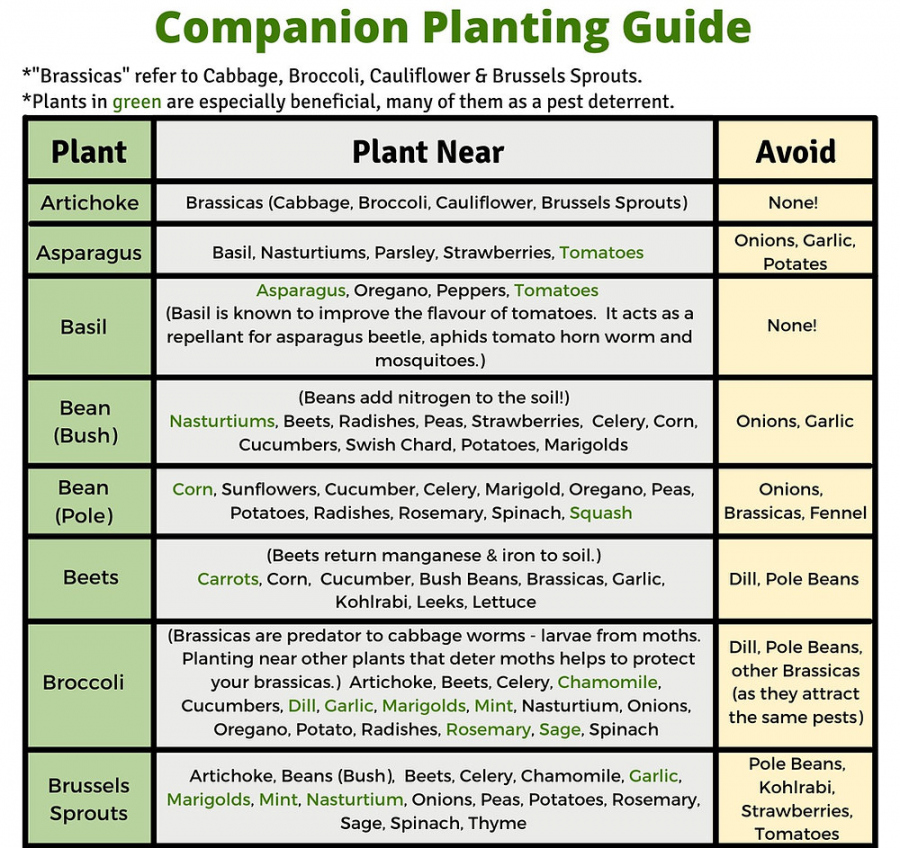 Free Printable Companion Planting Chart - FREE Printables - Free Printable Printable Companion Planting Chart