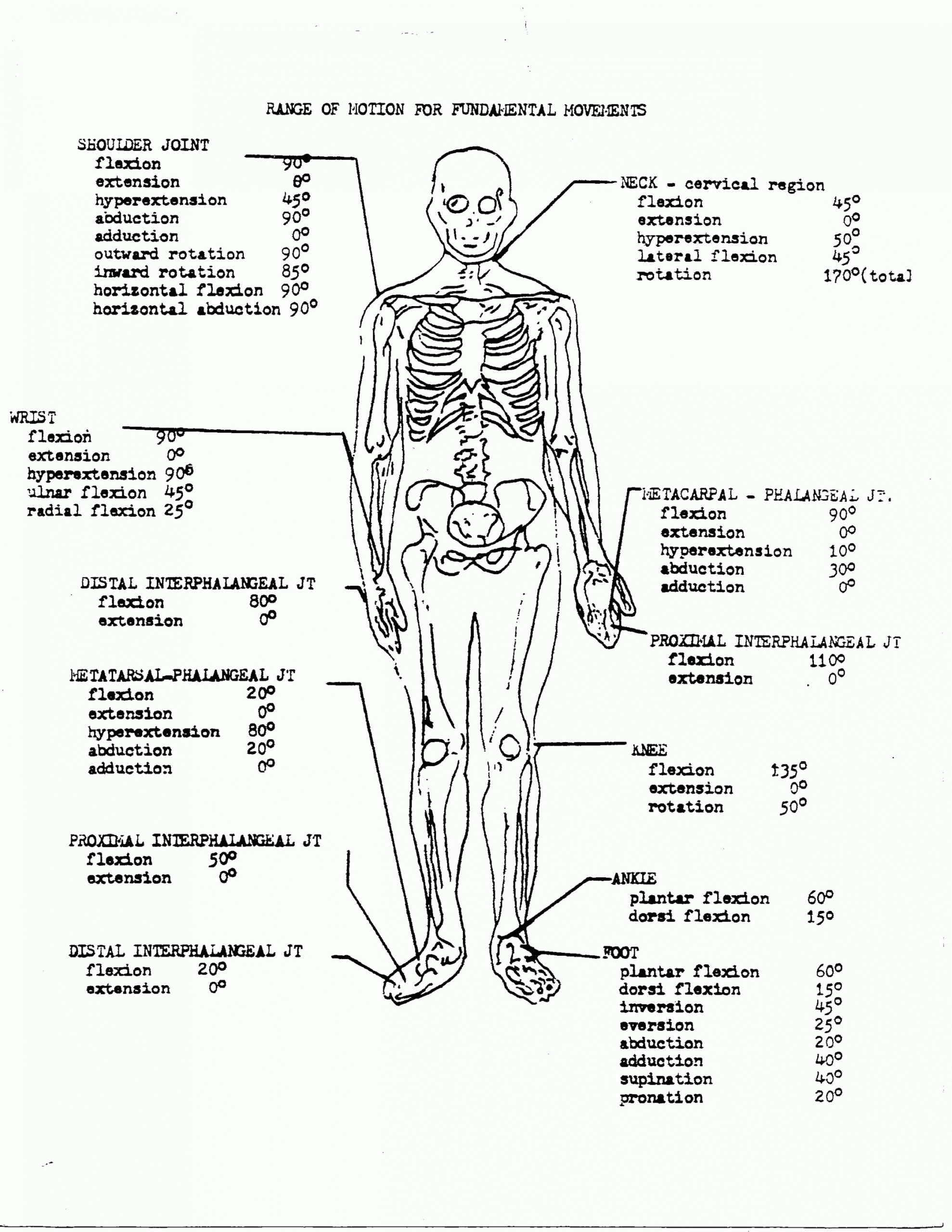 Tag: Anatomy And Physiology Coloring Workbook The Muscular System  - FREE Printables - Free Printable Anatomy And Physiology Coloring Pages