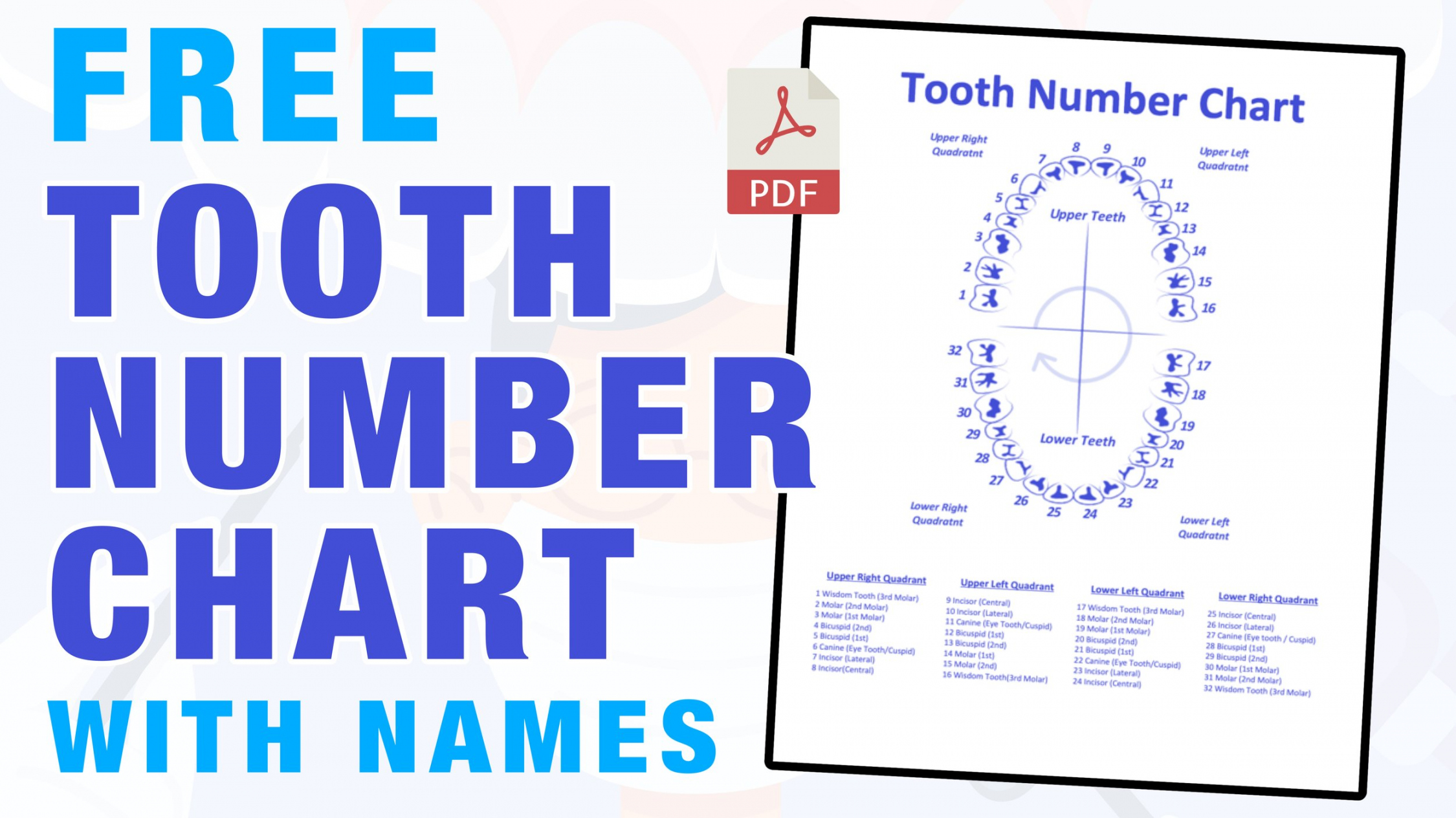 Tooth Number Chart (Printable PDF) — Mashup Math - FREE Printables - Free Printable Tooth Chart Printable