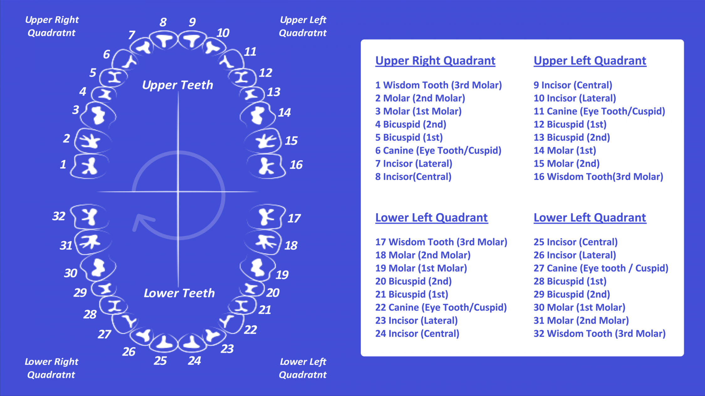 Tooth Number Chart (Printable PDF) — Mashup Math - FREE Printables - Free Printable Tooth Chart Printable