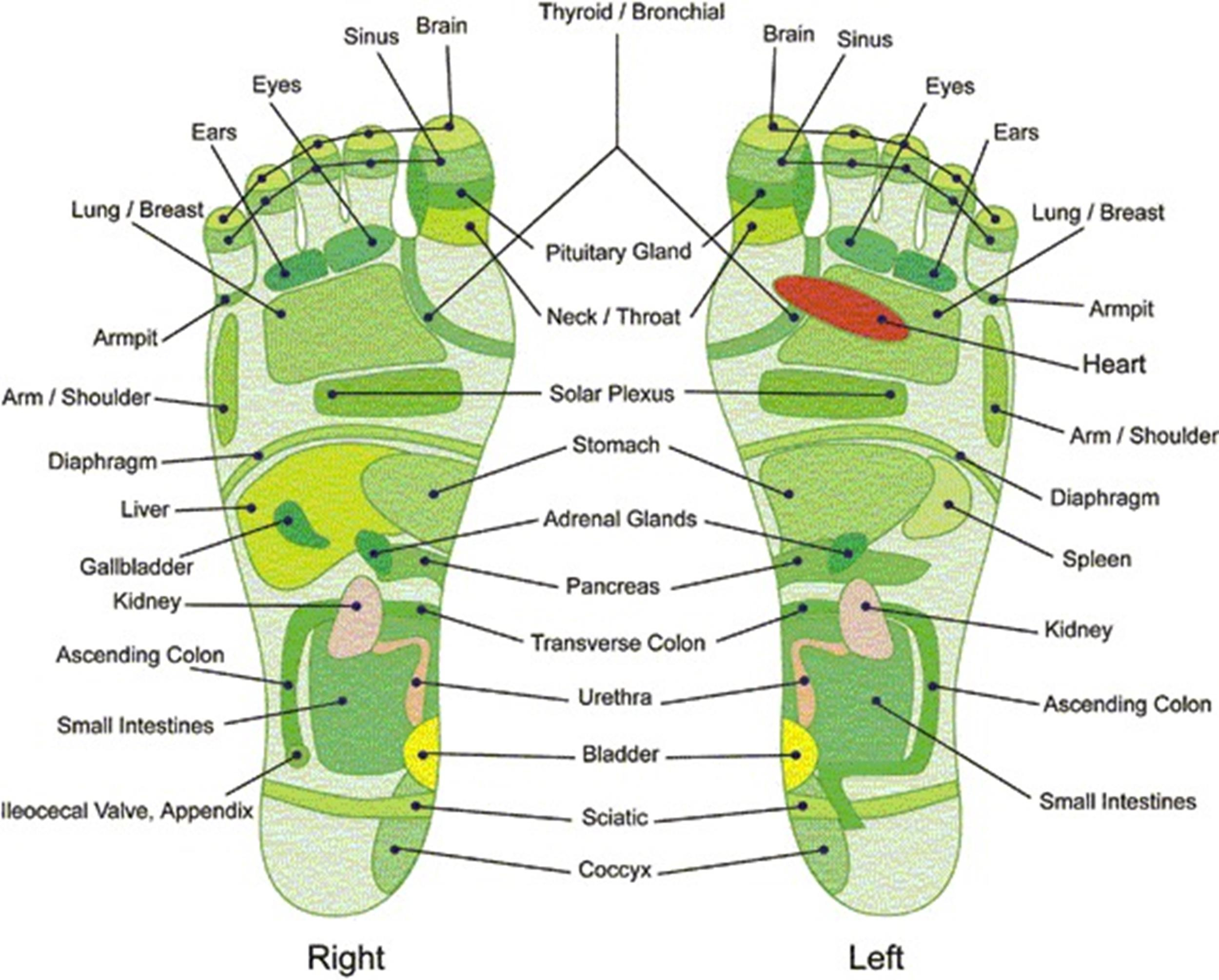 31 Printable Foot Reflexology Charts &amp;amp; Maps ᐅ Templatelab within Free Printable Reflexology Chart