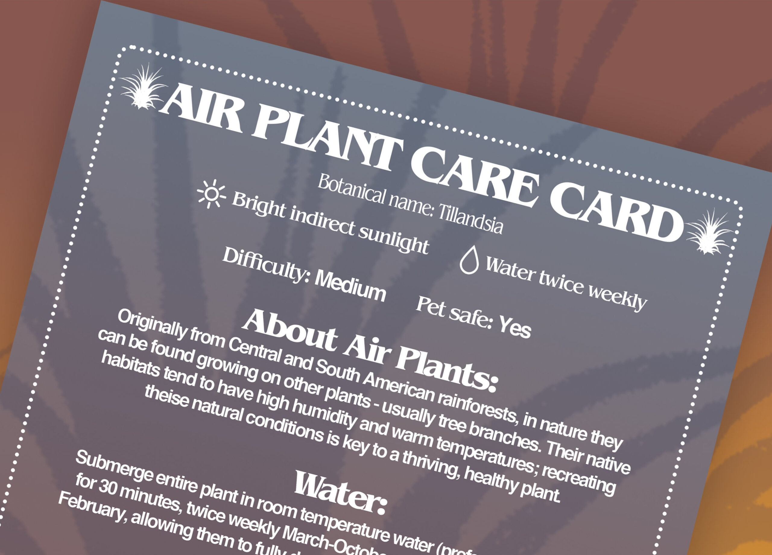 Air Plant Care Card, Digital Air Plant Care Label, Printable inside Printable Air Plant Care Card