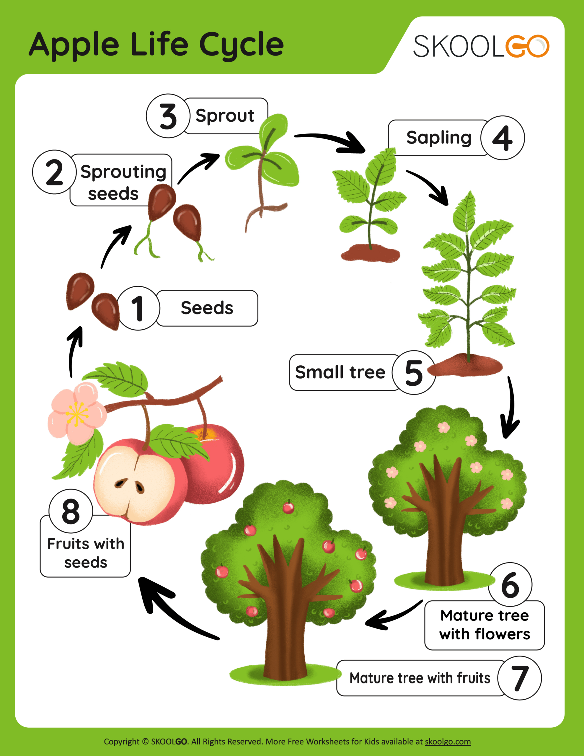 Apple Life Cycle - Free Worksheet - Skoolgo with Free Apple Life Cycle Printable