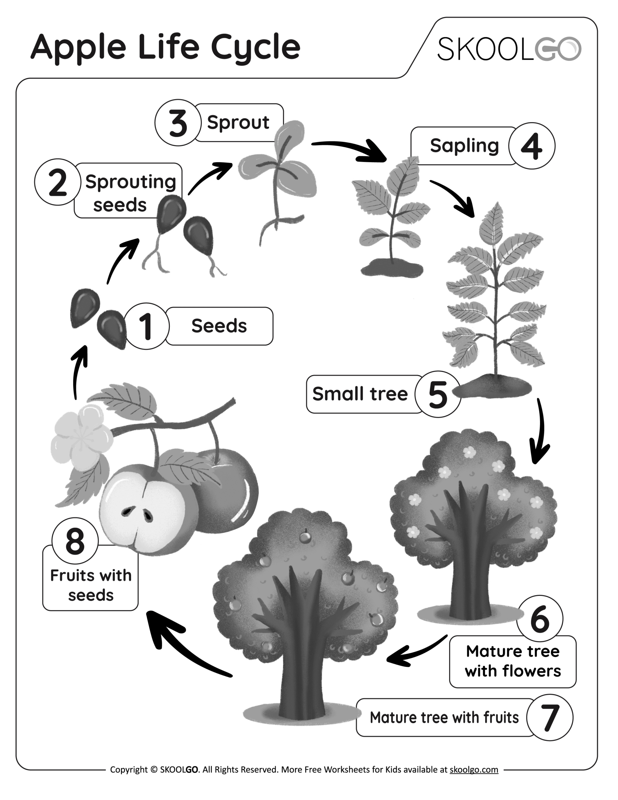 Apple Life Cycle - Free Worksheet - Skoolgo within Free Apple Life Cycle Printable