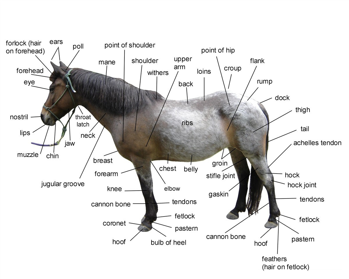 Basic Horse Anatomy For Equine Owners pertaining to Printable Parts Of A Horse