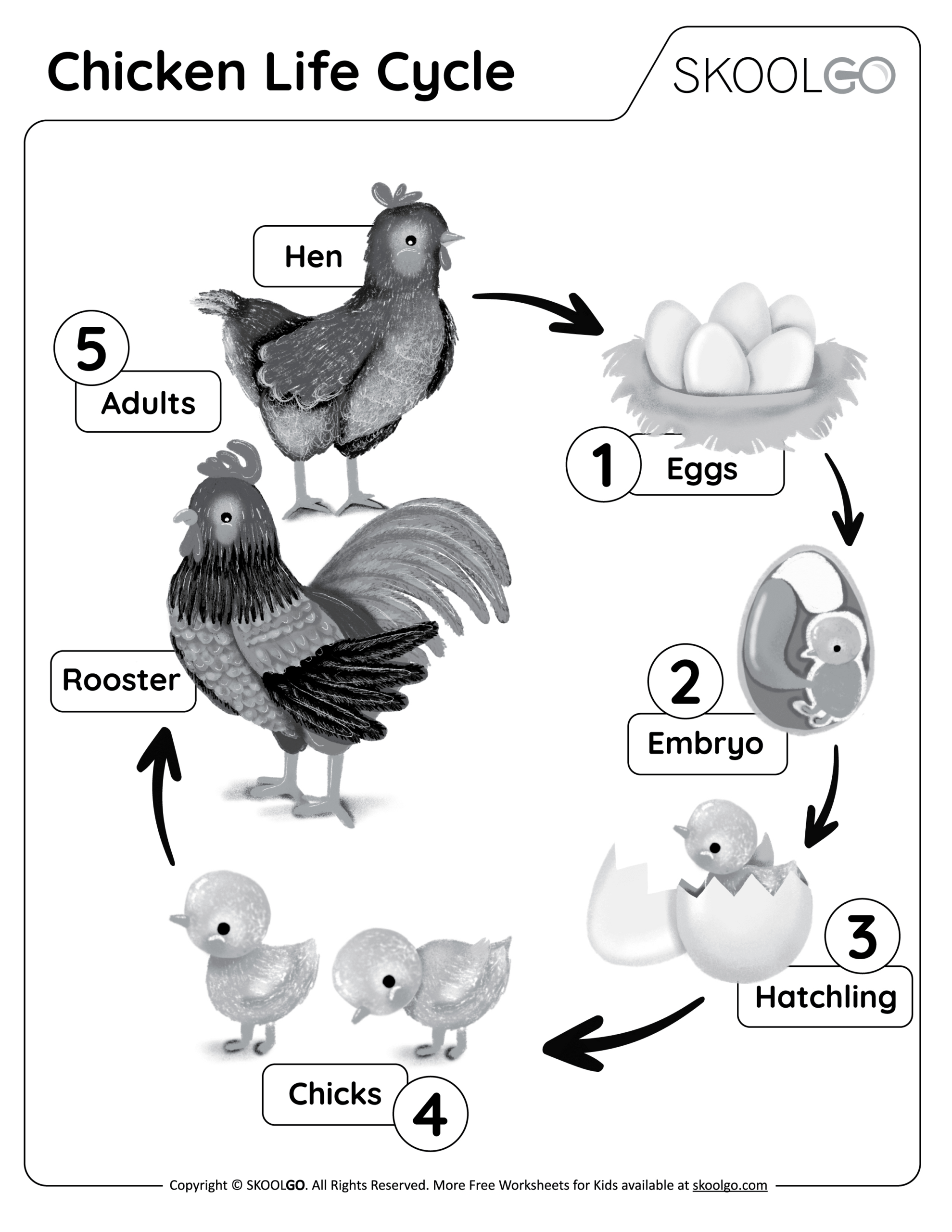 Chicken Life Cycle - Free Worksheet - Skoolgo for Free Printable Life Cycle of a Chicken Worksheet