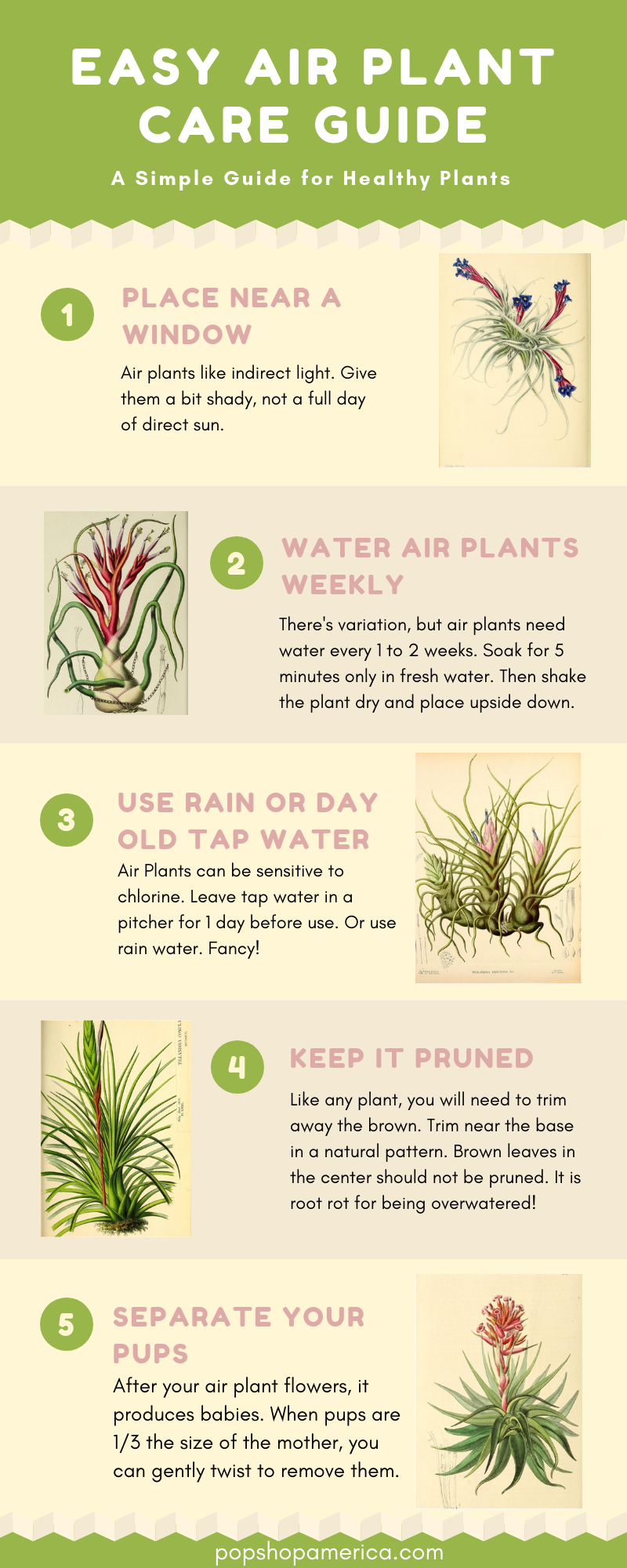 Easy Air Plant Care Guide With Infographics with Printable Air Plant Care Card