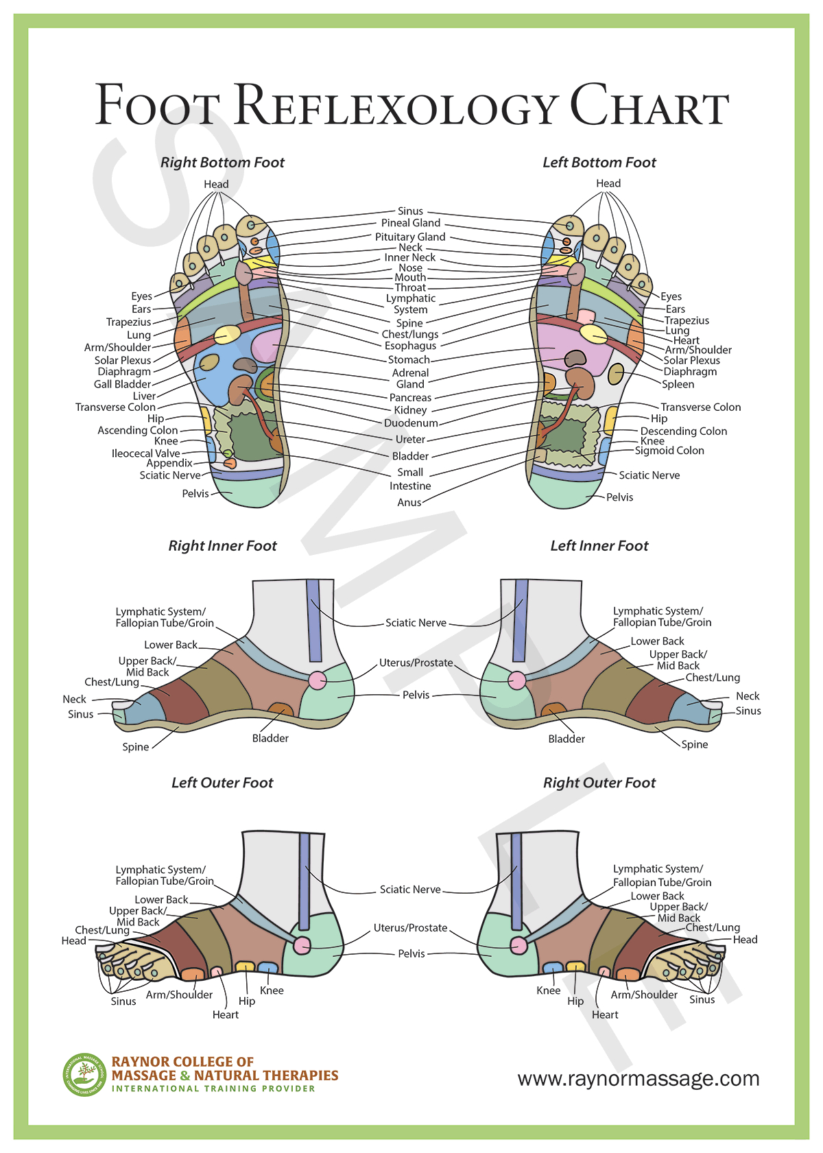 Foot Reflexology Chart - Raynor College Of Massage &amp;amp; Natural Therapies with Free Printable Reflexology Chart