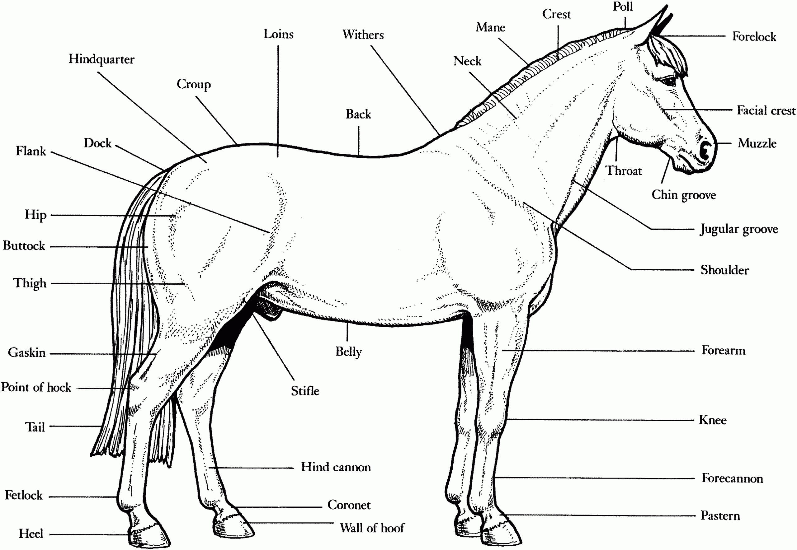 Free Horse Unit Study Resources - in Printable Parts of a Horse