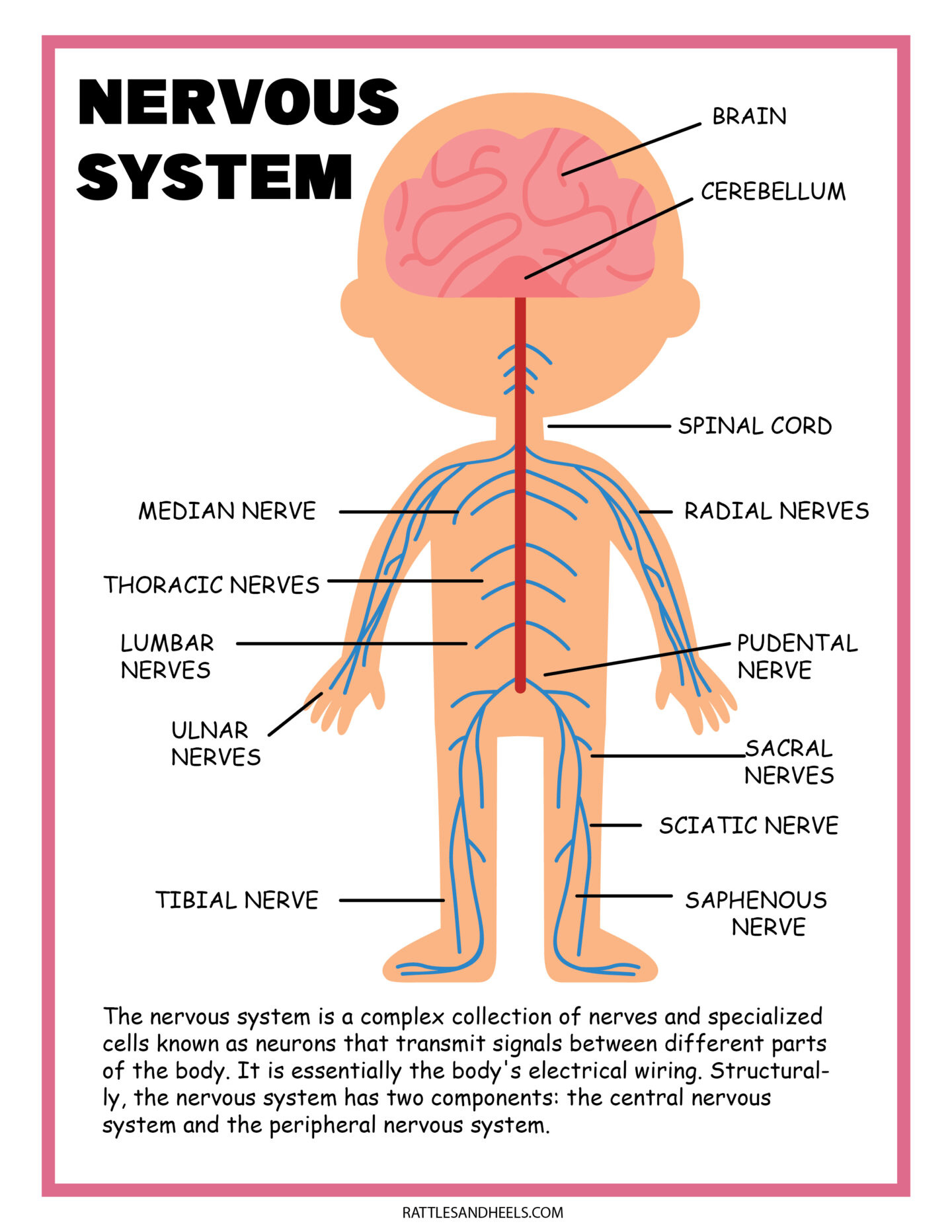 Free Science Worksheets| The Nervous System - Adanna Dill pertaining to Free Printable Nervous System Worksheets