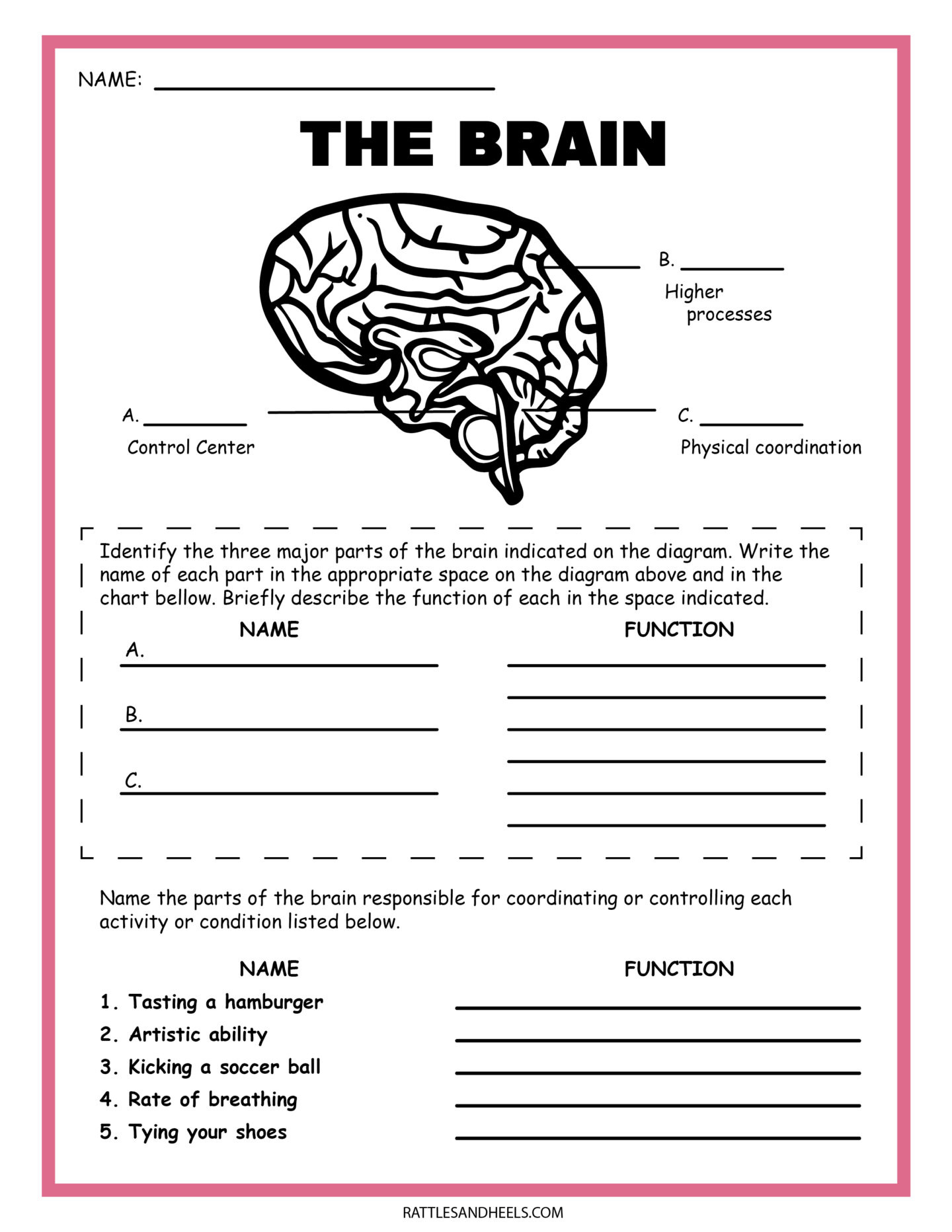 Free Science Worksheets| The Nervous System - Adanna Dill regarding Free Printable Nervous System Worksheets