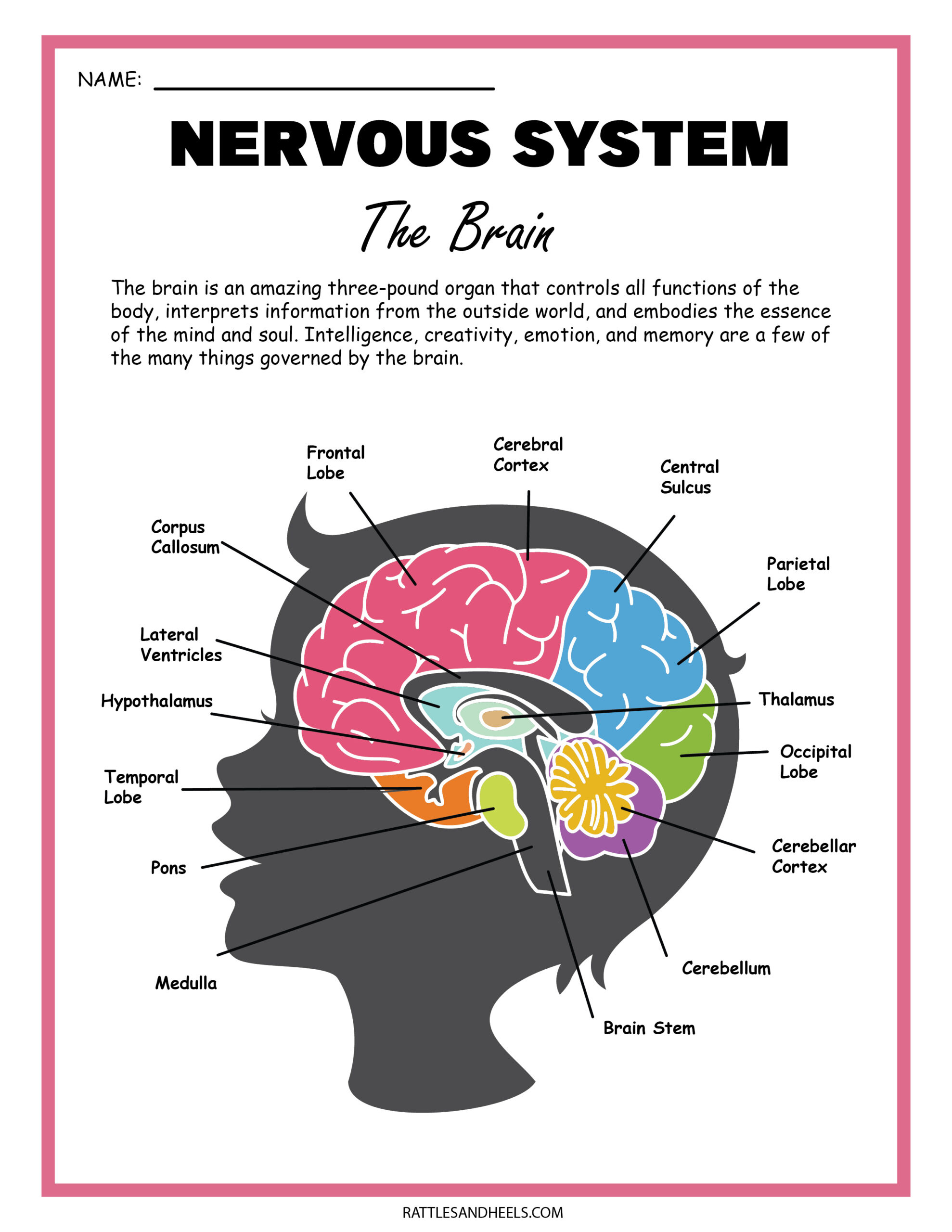 Free Science Worksheets| The Nervous System - Adanna Dill throughout Free Printable Nervous System Worksheets