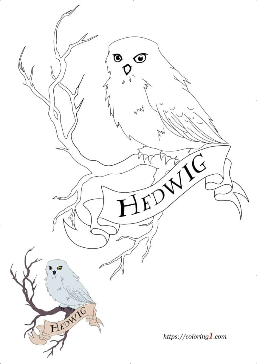 Harry Potter Owl Hedwig Coloring Pages - 2 Free Coloring Sheets (2021) for Harry Potter Owl Printable