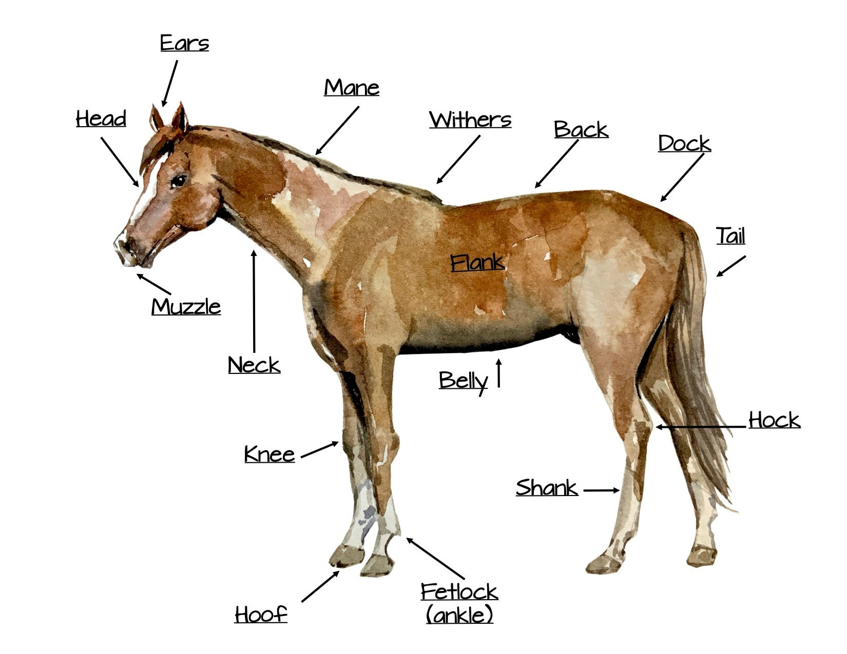 Horse Anatomy - Etsy Canada with regard to Printable Parts Of A Horse