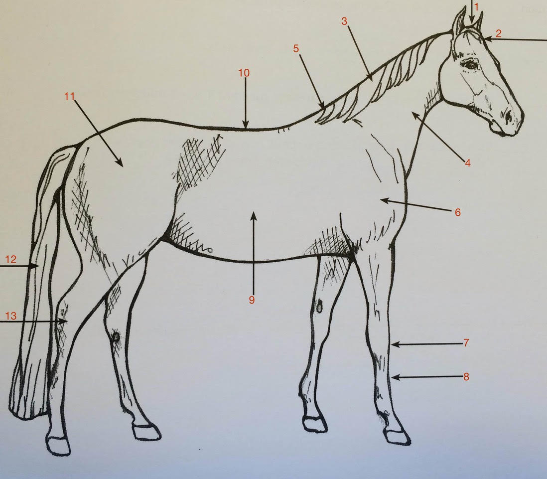 Horse Parts Quiz | Full Circle Farm Therapeutic Horsemanship for Printable Parts Of A Horse