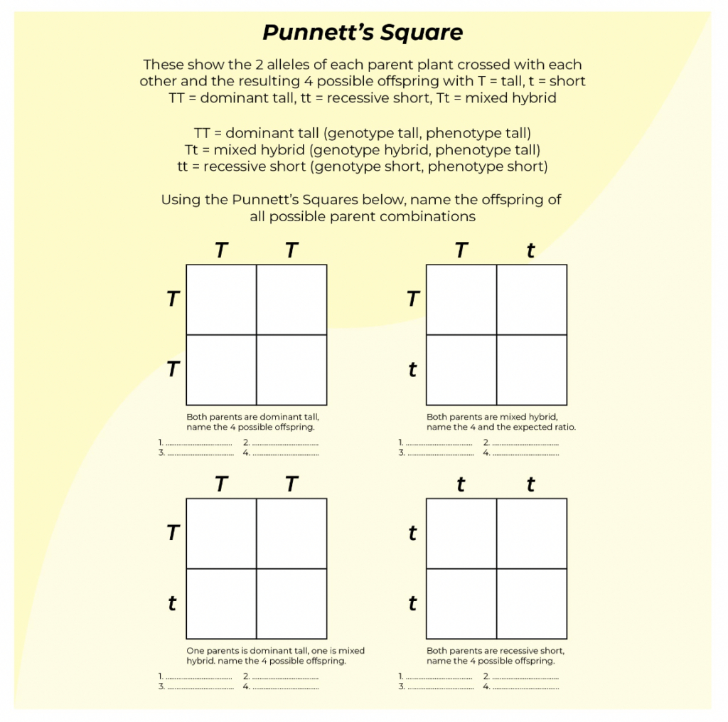 9 Hands-On Worksheet Punnett Square Worksheet - The Teach Simple Blog for Punnett Square Worksheet Free Printable