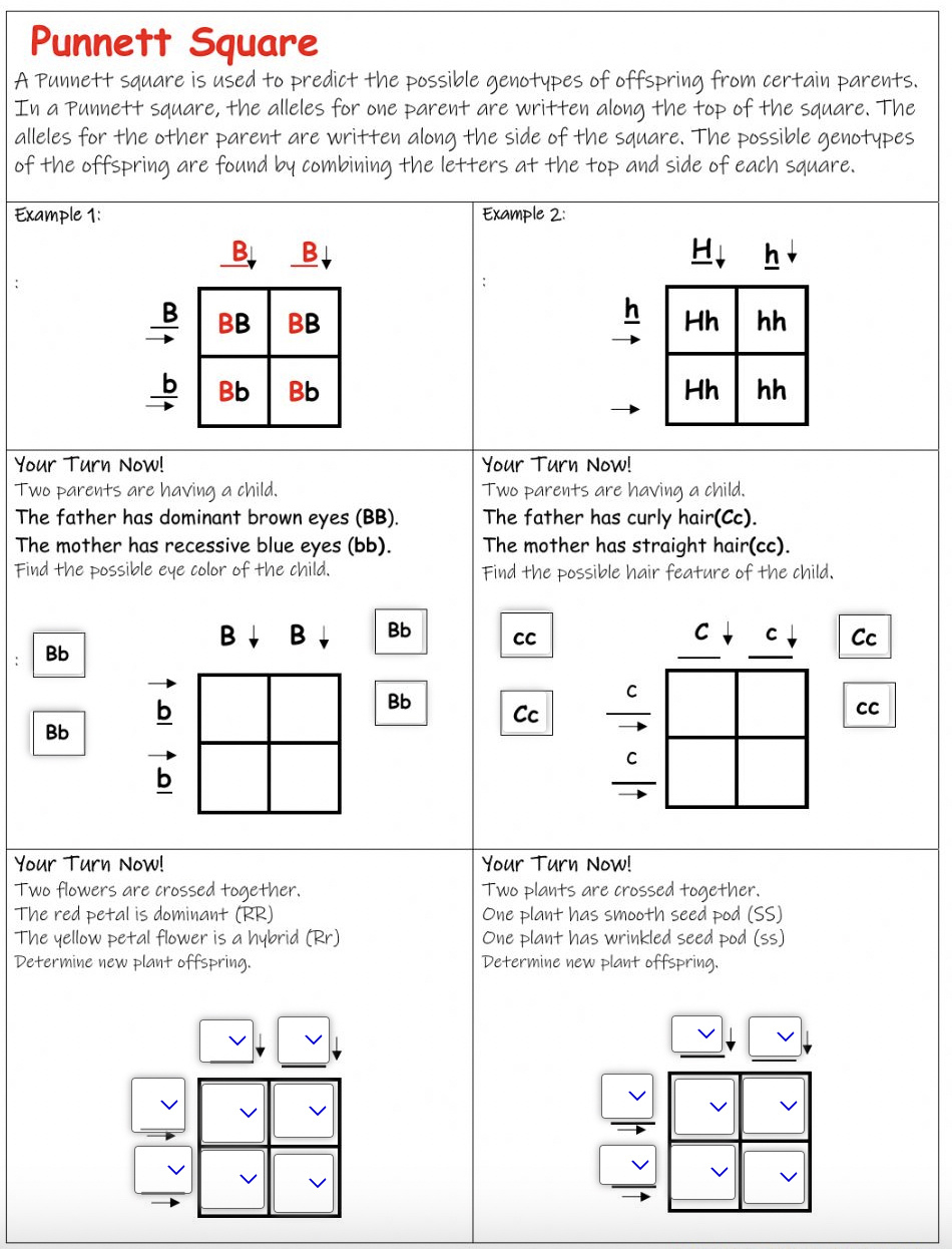 9 Hands-On Worksheet Punnett Square Worksheet - The Teach Simple Blog in Punnett Square Worksheet Free Printable