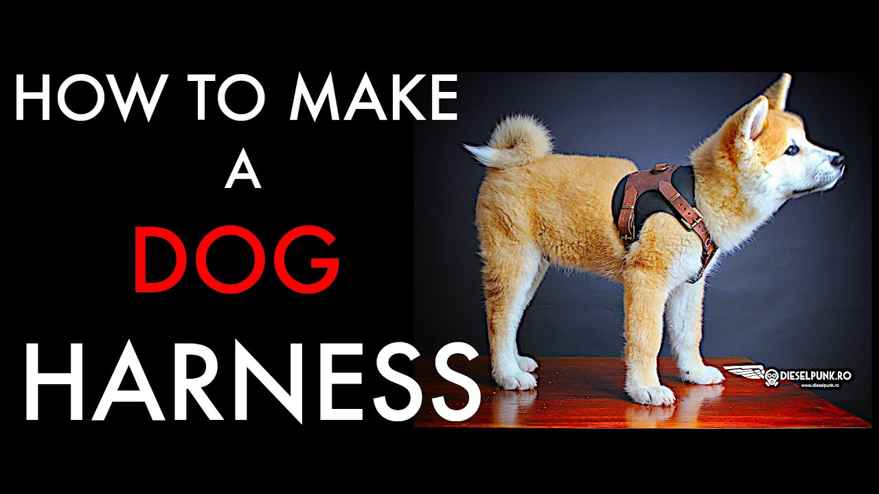 Diy Dog Harness - Tutorial And Pattern Download with regard to Downloadable Free Printable Dog Harness Pattern Free