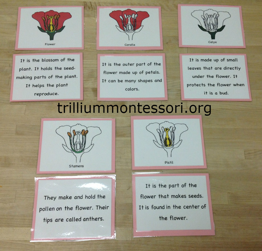 Flower Activities For Montessori Or A Preschool Unit with regard to Parts Of A Flower Montessori Free Printable