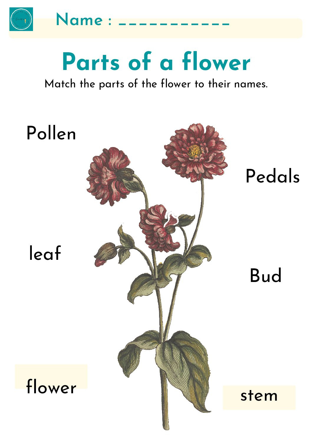 Free Printable Parts Of A Plant • Teacha! intended for Parts Of A Flower Montessori Free Printable