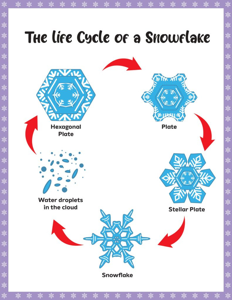 Life Cycle Of A Snowflake Worksheet: A Comprehensive Guide - Sarah throughout Life Cycle Of A Snowflake Free Printable