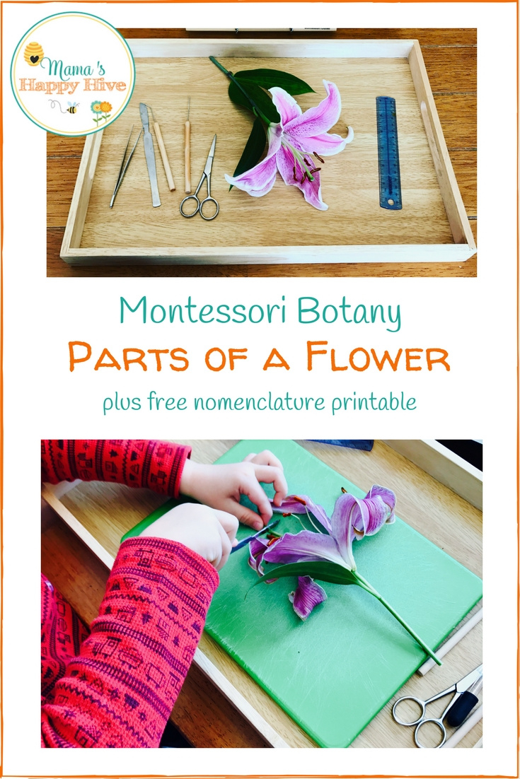 Montessori Botany: Examining The Parts Of A Flower inside Parts of a Flower Montessori Free Printable