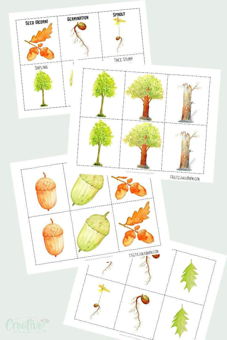 Oak Tree Life Cycle, Fun Fall Nature Activity For Kids inside Printable Life Cycle Of A Tree
