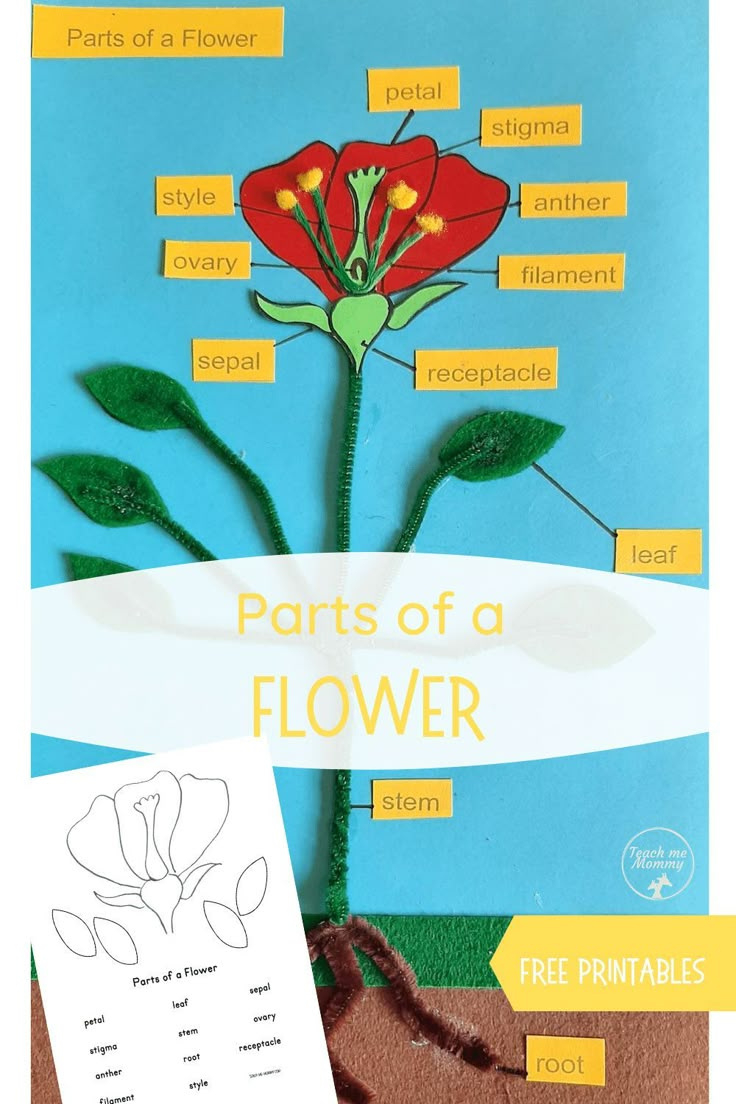 Parts Of A Flower Craft regarding Parts Of A Flower Montessori Free Printable
