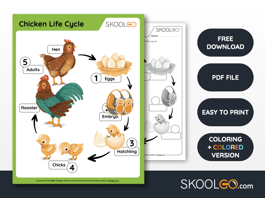 Chicken Life Cycle - Free Worksheet - Skoolgo in Life Cycle of a Chicken Printable