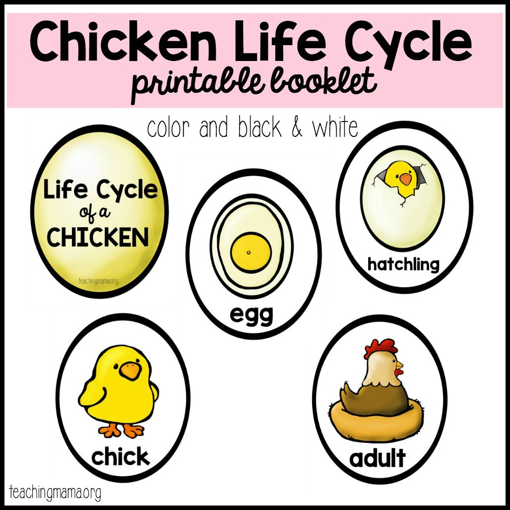 Chicken Life Cycle Printable intended for Life Cycle of a Chicken Printable