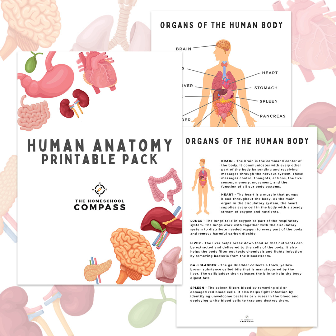 Free Human Anatomy Printable Pack - Homeschool Compass in Homeschool Compass Free Printables