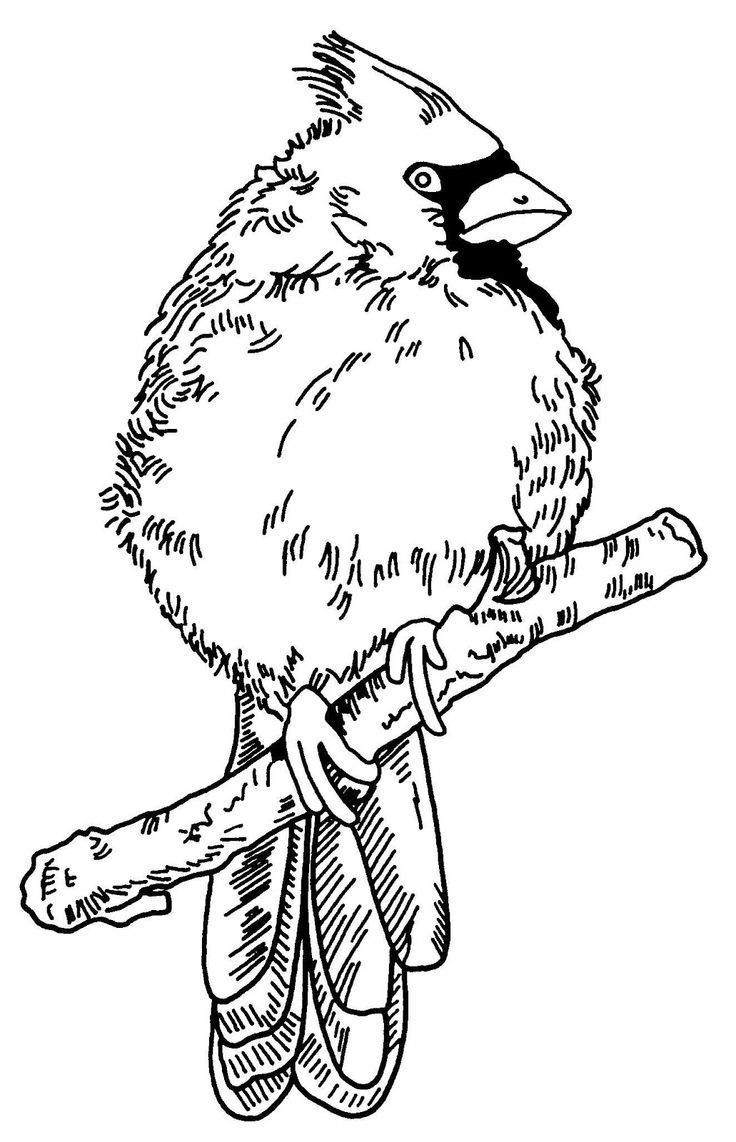 Free Wood Burning Patterns Of Cardinals regarding Free Printable Wood Burning Patterns