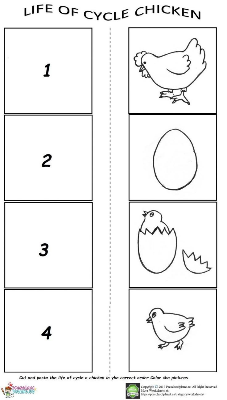 The Life Cycle Of A Chicken Worksheet within Life Cycle of a Chicken Printable