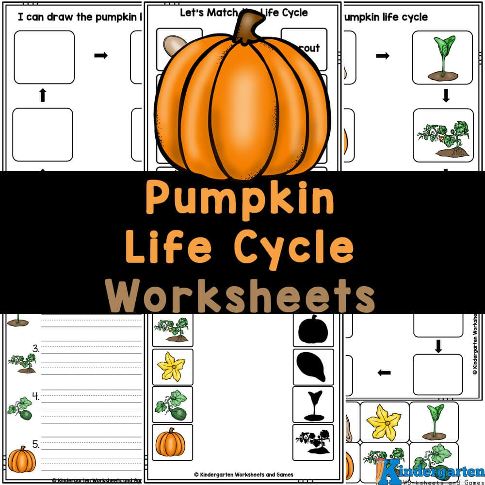 🎃 Free Printable Pumpkin Life Cycle Worksheets For Kids intended for Life Cycle Of A Pumpkin Free Printable
