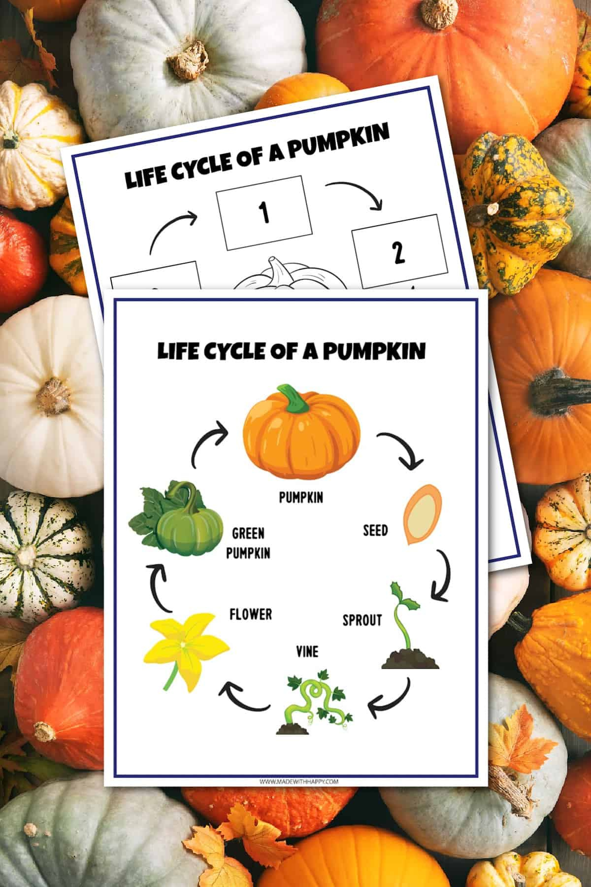 Free Life Cycle Of A Pumpkin Worksheet - Made With Happy with Printable Life Cycle Of A Pumpkin