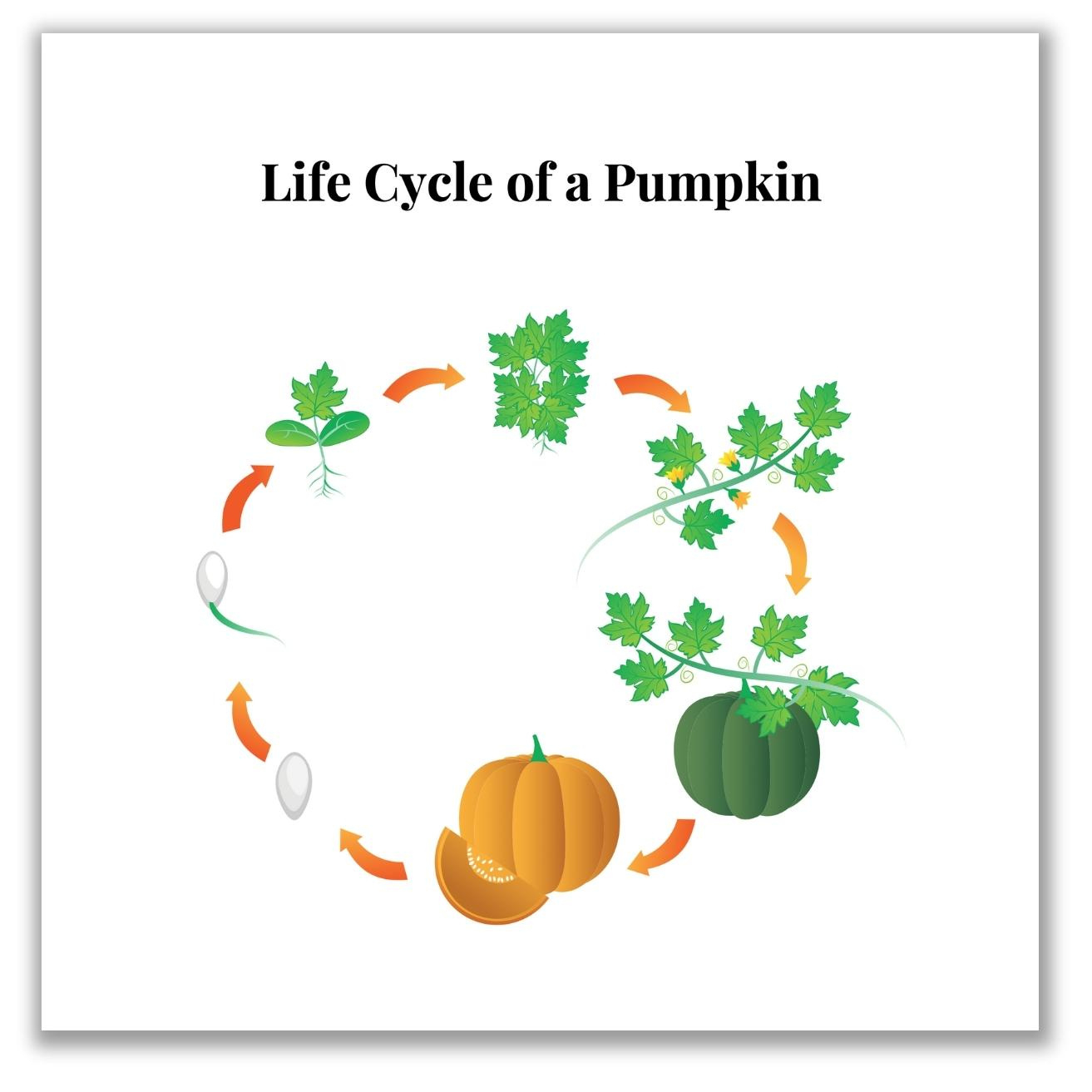 Free Pumpkin Life Cycle Printable inside Pumpkin Life Cycle Printable