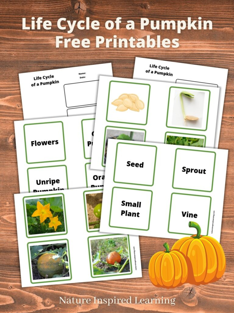 Life Cycle Of A Pumpkin Printables with regard to Life Cycle Of A Pumpkin Free Printable