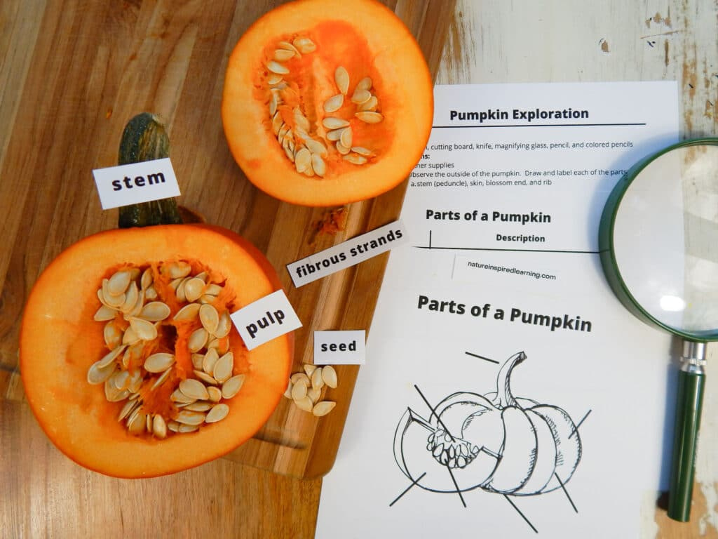 Pumpkin Exploration With Printables intended for Parts Of A Pumpkin Free Printable