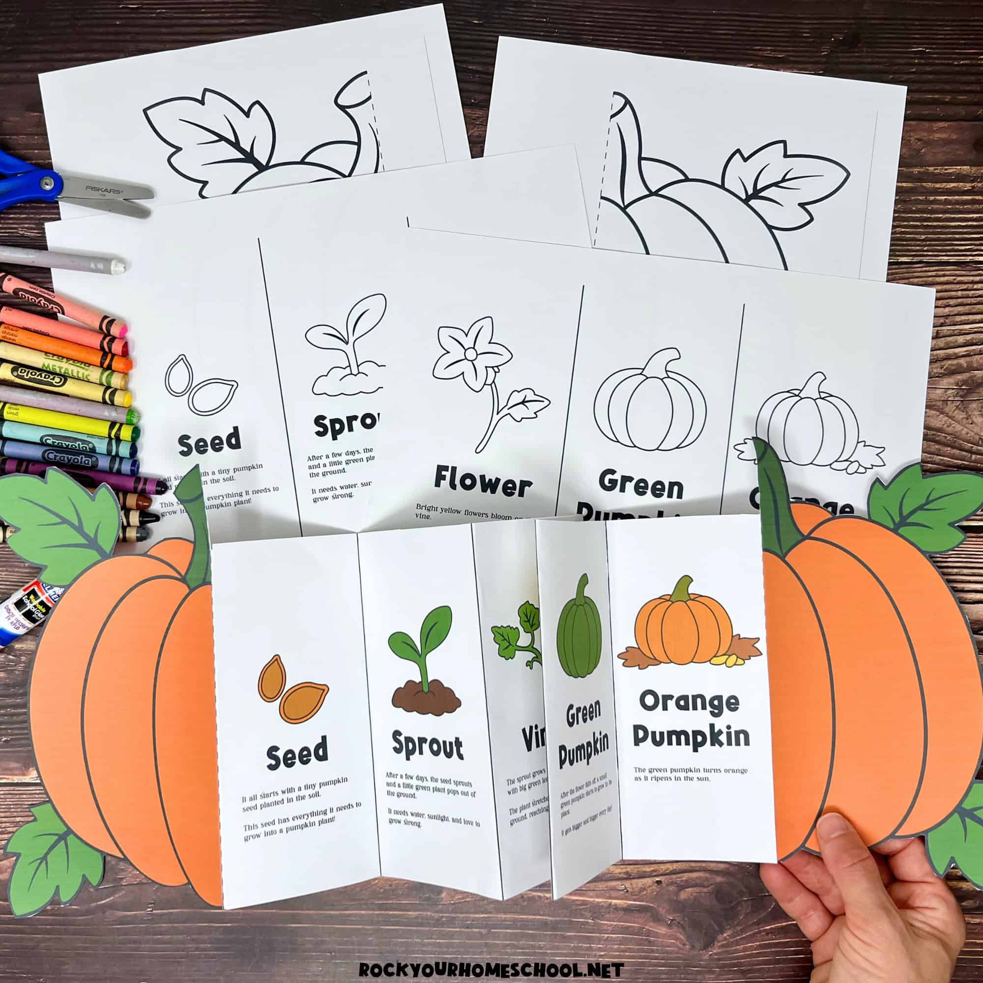 Pumpkin Life Cycle Activity For A Fun Science Foldable (Free with regard to Life Cycle Of A Pumpkin Free Printable