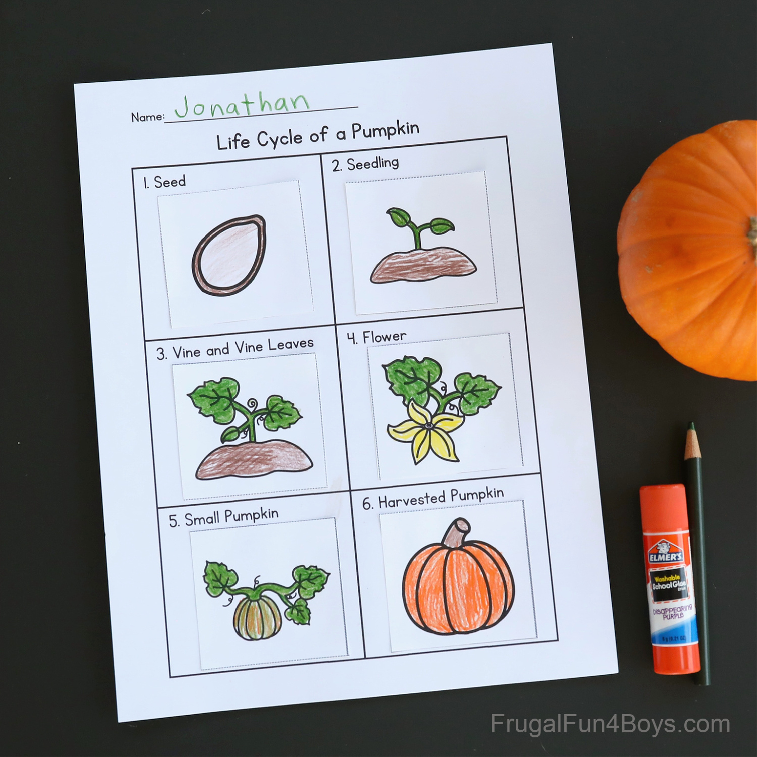 Pumpkin Life Cycle Activity {Printable} - Frugal Fun For Boys And regarding Life Cycle Of A Pumpkin Printable