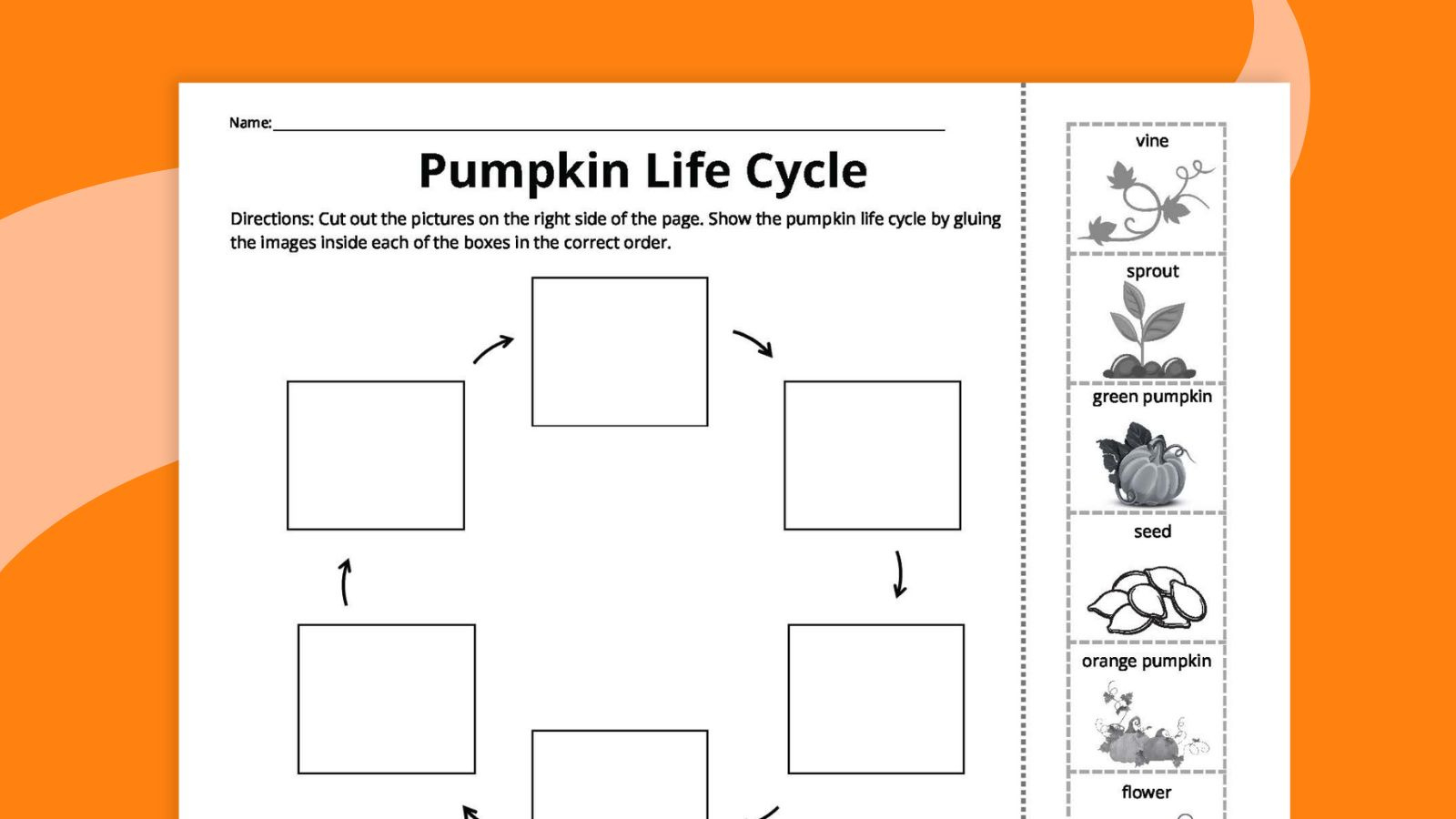 Pumpkin Life Cycle Worksheets For Kids (Free Printables) inside Pumpkin Life Cycle Printables