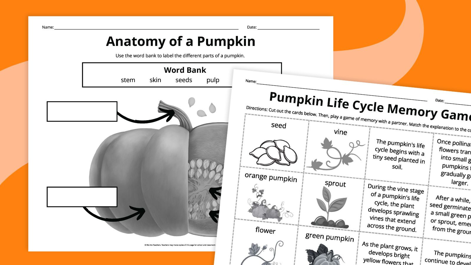 Pumpkin Life Cycle Worksheets For Kids (Free Printables) with regard to Free Printable Pumpkin Life Cycle Worksheet