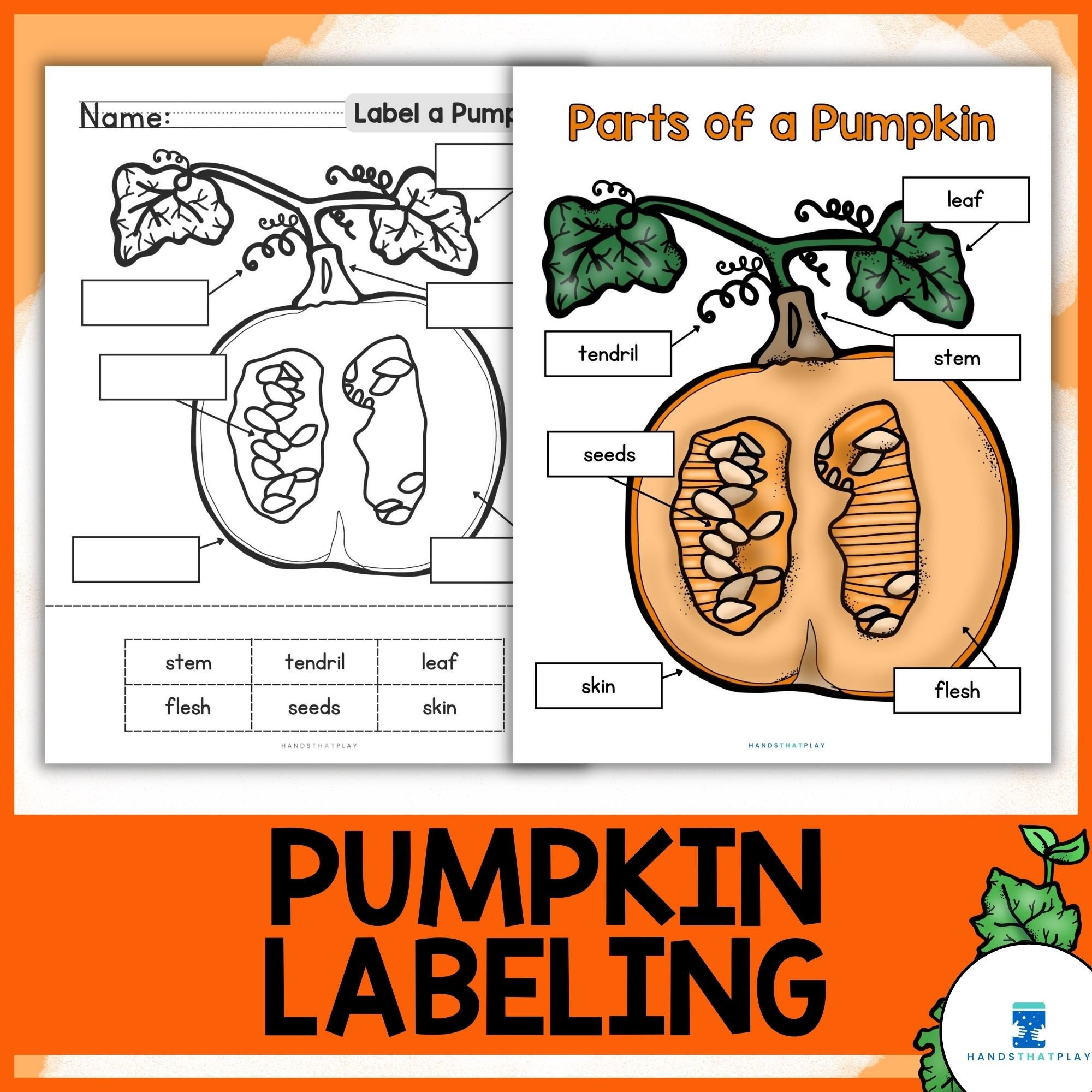 Pumpkin Science | Fall Activity | Label Parts Of A Pumpkin Diagram for Parts Of A Pumpkin Printable