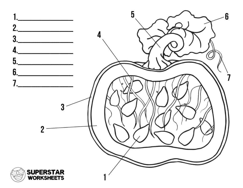 Pumpkin Worksheet - Superstar Worksheets for Parts Of A Pumpkin Printable