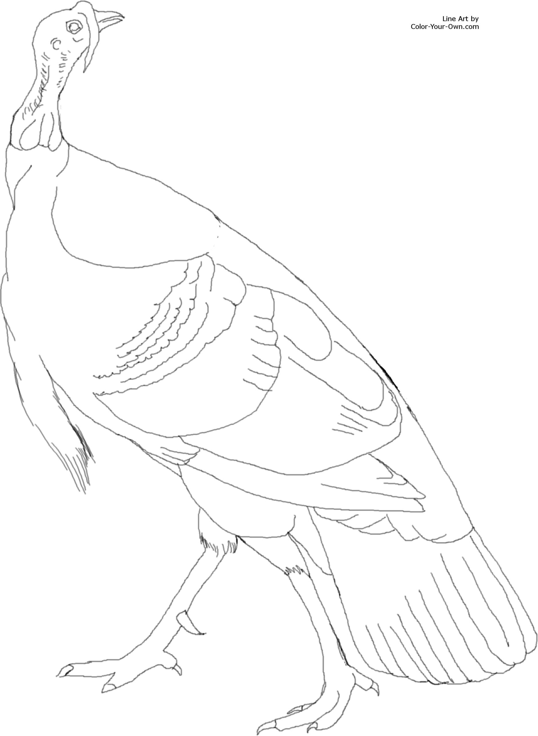 American Wild Turkey Coloring Page intended for Wild Turkey Coloring Pages Printable