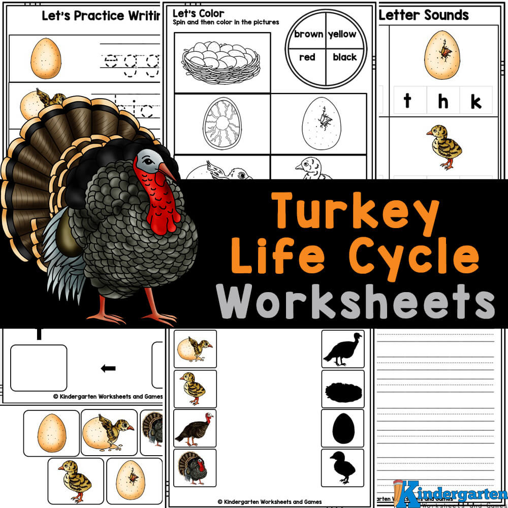 🦃 Free Printable Turkey Life Cycle Worksheets And Activities intended for Free Printable Life Cycle Of A Turkey