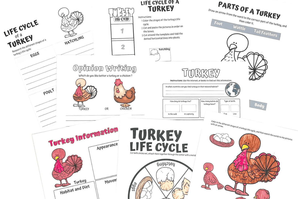 Free Life Cycle Of A Turkey Worksheet for Free Printable Life Cycle Of A Turkey